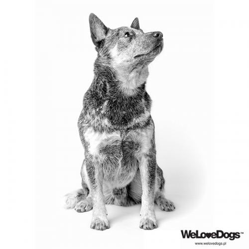 australian-cattle-dog.jpg