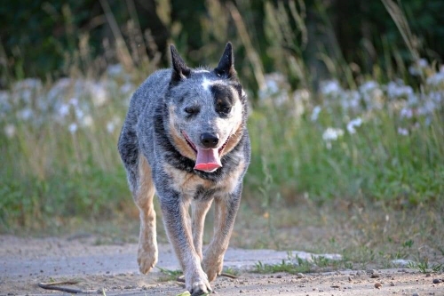 Kläger Auslassen Blockieren australian cattle dog polska z rodowodem Ausschluss Autonom Ru